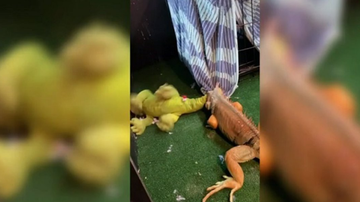 Imagem Tutor fica chocado com reação de iguana ao entregar presente ao bicho; veja vídeo