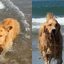 Golden apaixonado por água detesta viagem a praia e frustra tutores\u003B assista