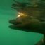 Vídeo de peixe gigante encontrado na praia do Farol da Barra assusta internautas\u003B especialista alerta