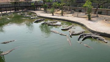 Imagem Idosa salta em lago com mil crocodilos para cometer suicídio