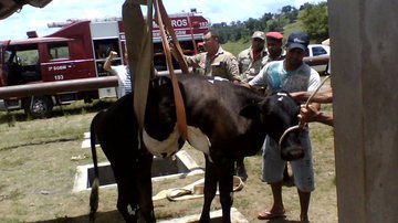 Imagem Vaca cai em estação de tratamento da Embasa