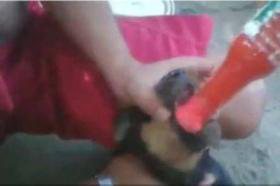 Imagem Vídeo mostra jovens fazendo filhote de cachorro engolir pimenta