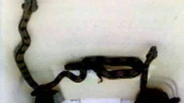 Imagem Pacientes encontram cobras na emergência do Hospital Ernesto Simões
