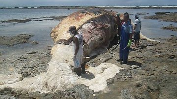 Imagem Prefeitura inicia remoção de baleia encontrada morta em Morro de São Paulo 