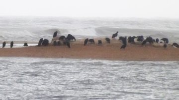 Imagem Quarta baleia jubarte é encontrada morta no extremo sul da Bahia