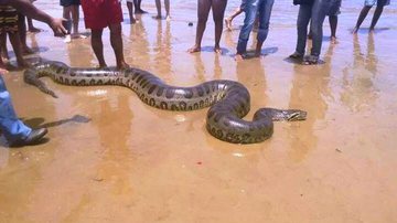 Imagem Cobra sucuri de aproximadamente três metros é encontrada na praia de Itacaré