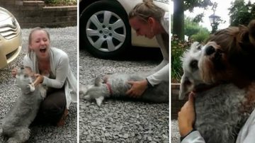 Imagem Assista: cadela desmaia de alegria ao encontrar dona depois de dois anos