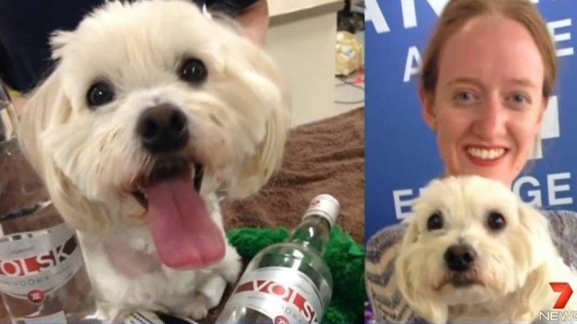 Imagem Para não morrer, cachorro toma porre de vodka