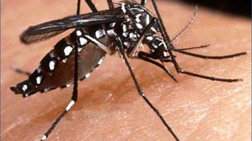 Imagem Salvador registra dois casos de Chikungunya