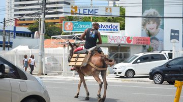 Imagem Homem trafega com cavalo pela rua &#039;numa boa&#039; na Pituba