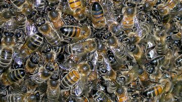 Imagem  Polícia ambiental leva 40 dias para remover abelhas