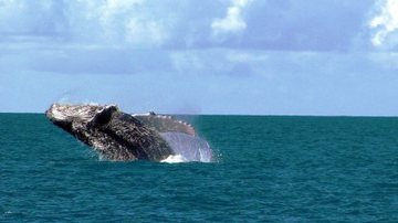Imagem Temporada das Baleias Jubarte na Bahia