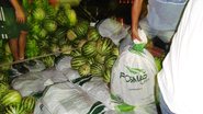 Imagem Mais de 200 kg de maconha são apreendidos em carga de melancia