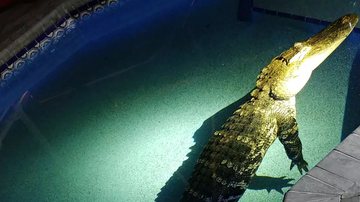 Imagem Com onda de calor, crocodilo de 3 metros invade casa para curtir a piscina; veja fotos