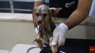 Imagem Saiba a importância da presença do veterinário durante banho e tosa dos animais