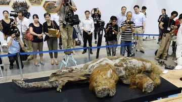 Imagem Veja fotos do corpo de uma mamute de 39 mil anos em exposição